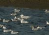 Iceland Gull at Hole Haven Creek (Steve Arlow) (48957 bytes)